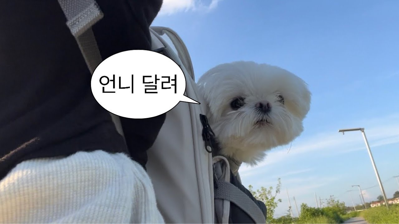 미니 도너츠들의 일상