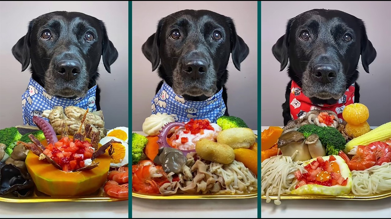 Dog Food Battle Begins! 🐶 | Black Labrador Tries Everything! | Best Dog Eating Sounds