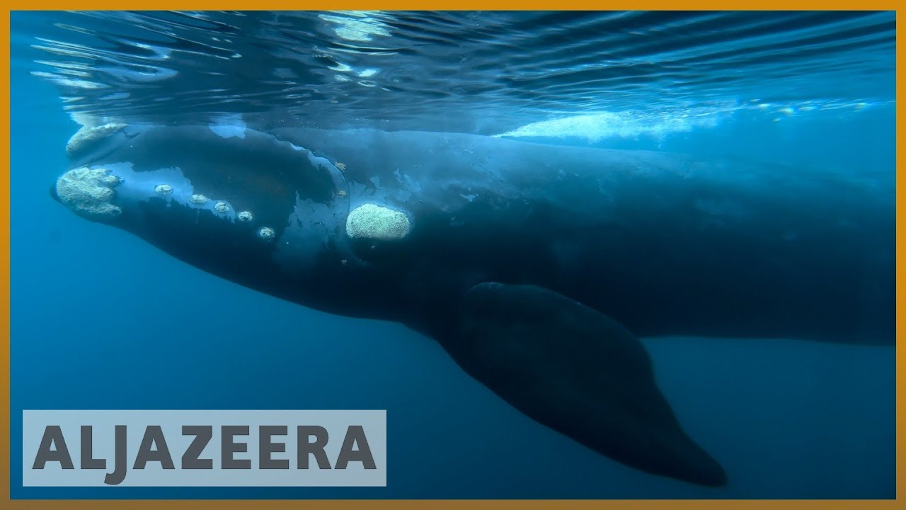 Does Japan still have a taste for whale meat?