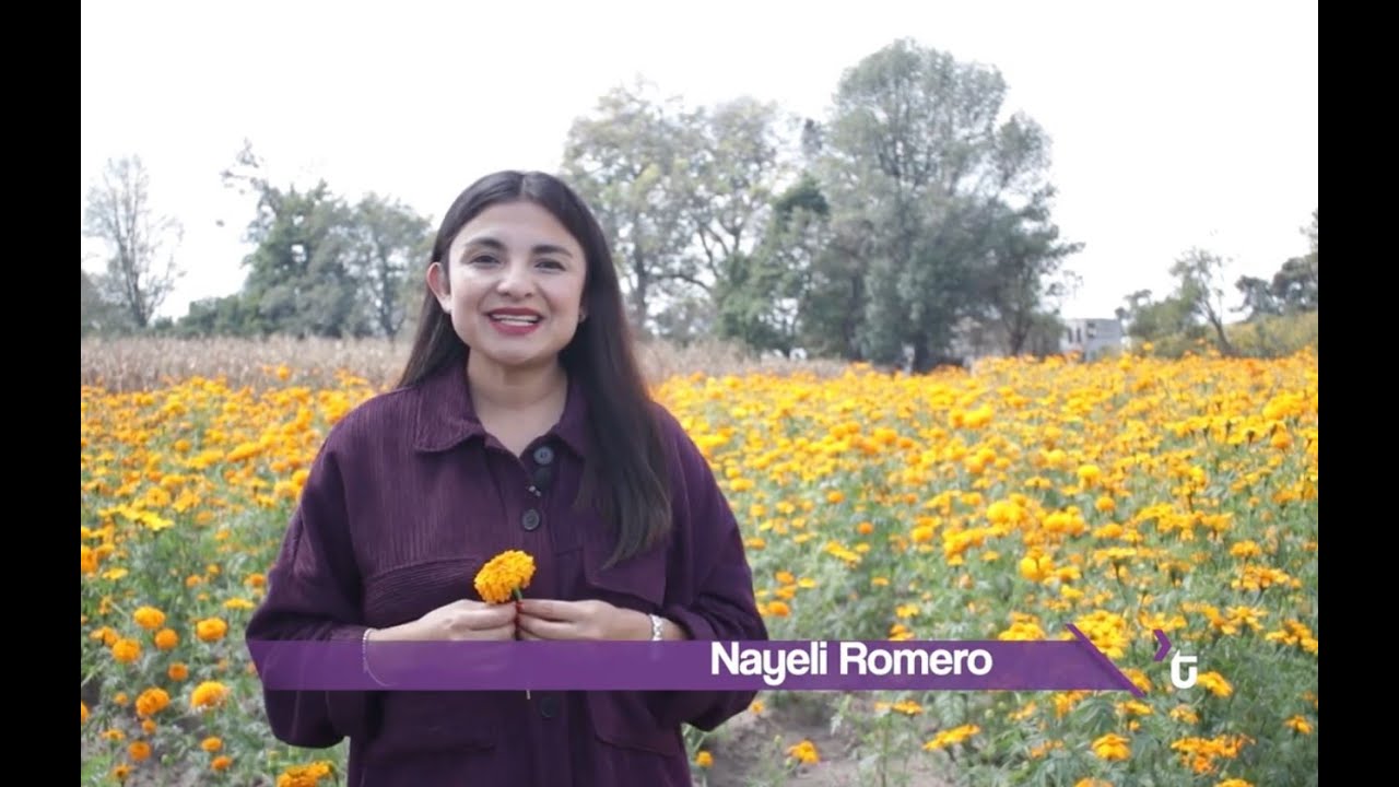 La Flor de muerto, irradia vida, un reportaje de Transici&oacute;n.Mx