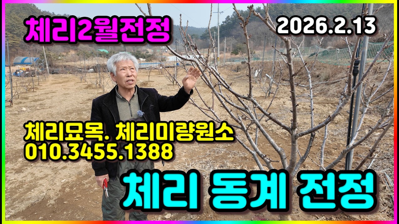 체리동계전정 영덕체리신안농장 체리묘목 체리재배기법 체리미량원소 체리영양제  260213