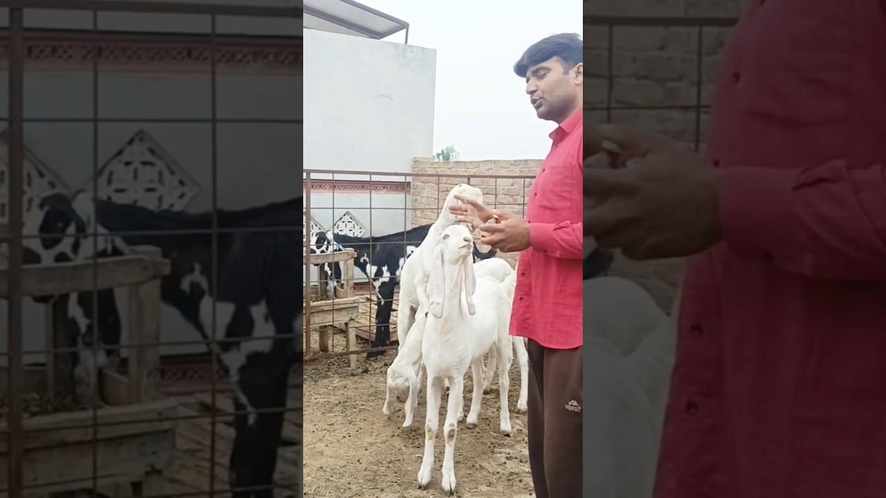 Подготовка коз к жертвоприношению #бакерфэрминг #чистокровнаякоза #трендовыешорты
