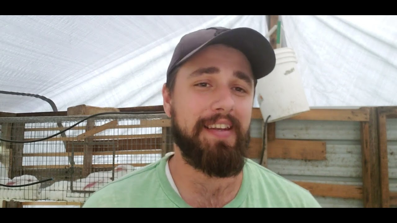Raising Muscovy Ducks For Meat