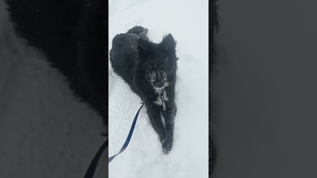 Кадры с прогулки 🤗