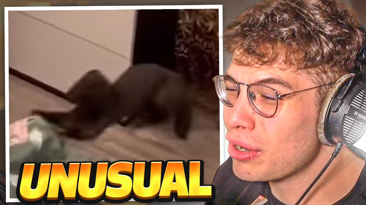 parece un gato eso amigoo