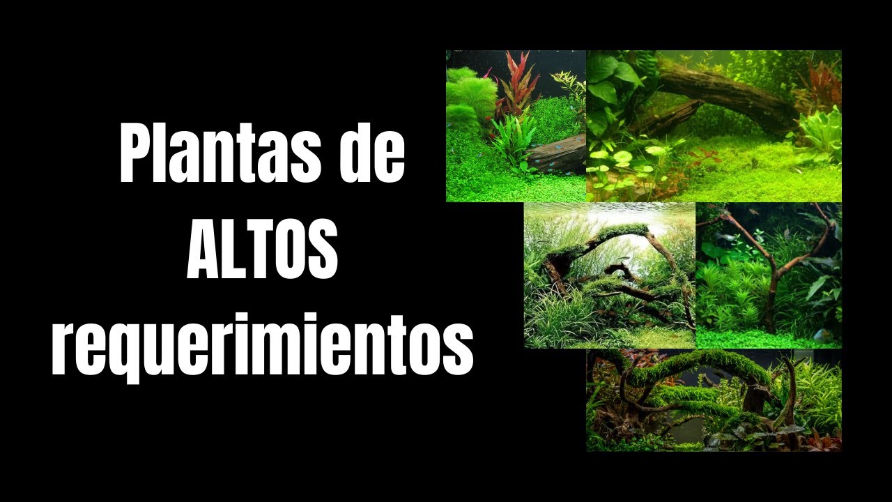 PLANTAS PARA ACUARIOS DE ALTOS REQUERIMIENTOS