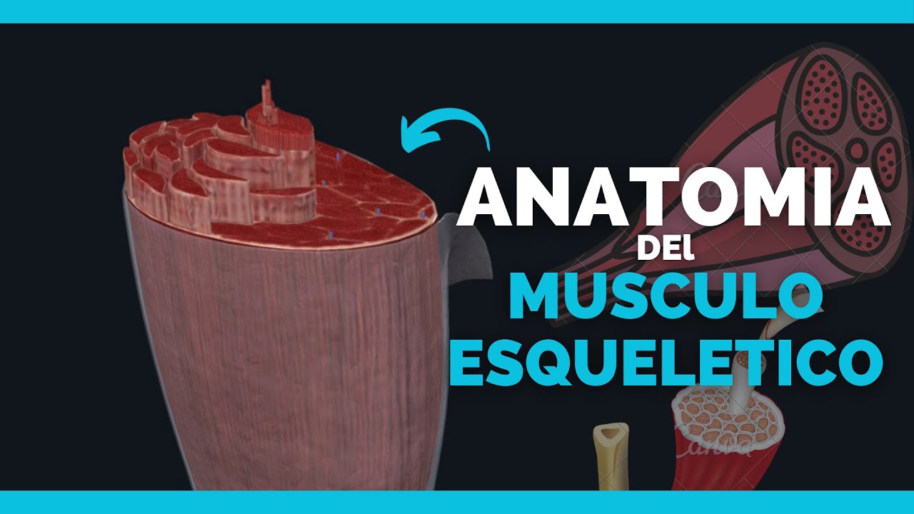 ✅ANATOMIA DEL MUSCULO ESQUELETICO | FIBRILLAS MUSCULARES | Anatomia en Enfermeria