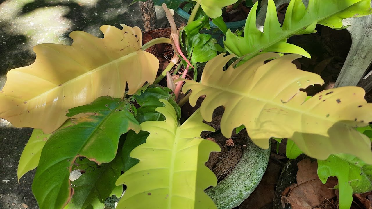 Our Very Beautiful Philodendron Golden Serratum