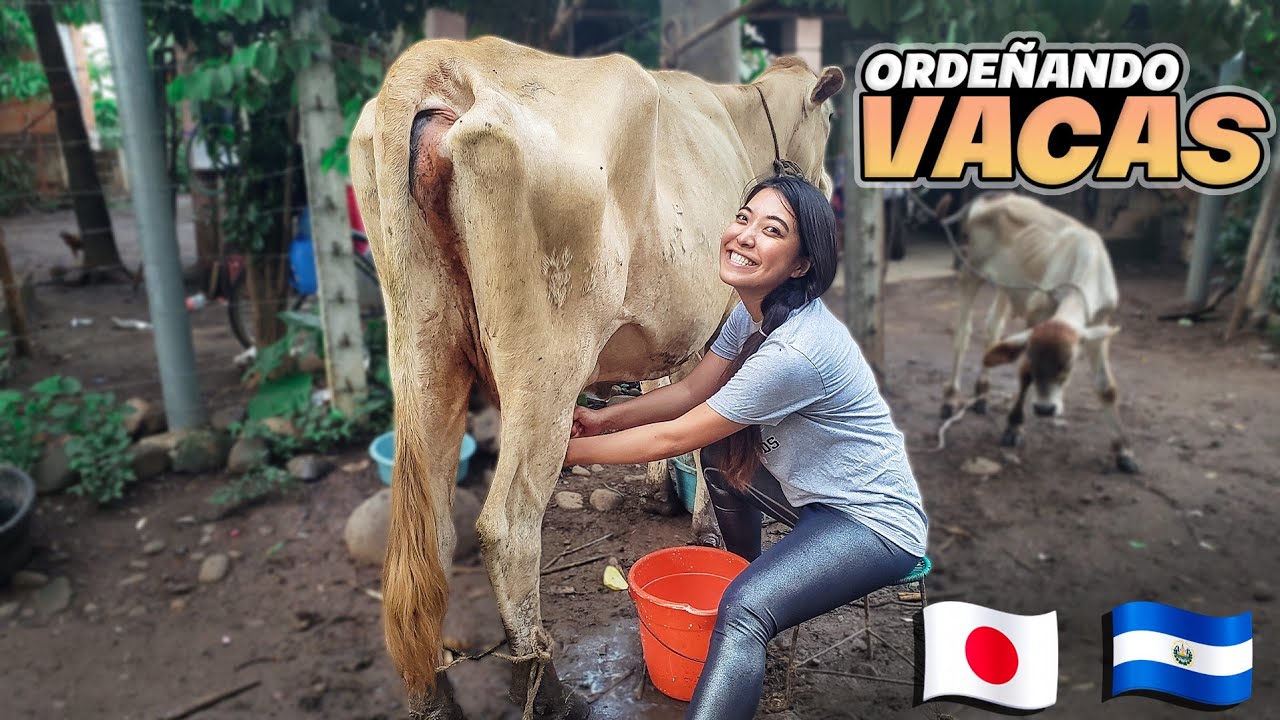 MI PRIMERA VEZ ORDEÑANDO VACAS en EL SALVADOR