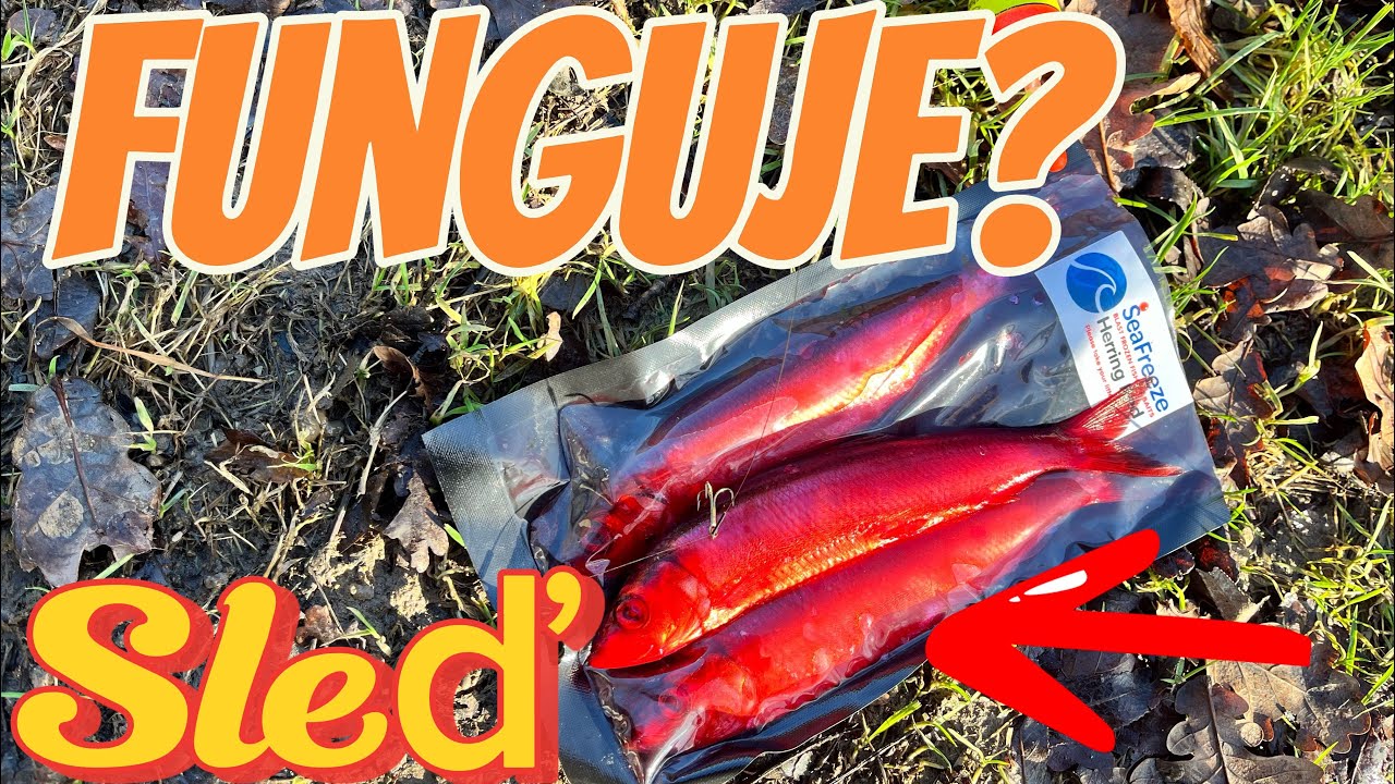Sleď jako tajná zbraň! Ulovím na něj štiku?🐋🎣