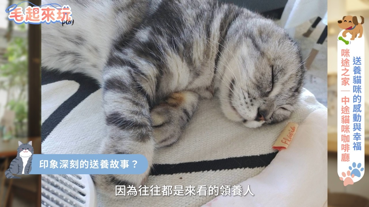 白天是金融營業員、晚上當貓媽！她接手經營平平的「貓中途咖啡廳」：一年送養50隻貓，背後卻躲在廁所哭？ #咪途之家 #毛起來玩
