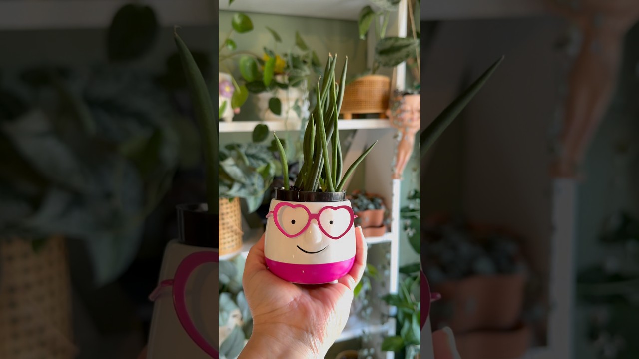 Macetas decorativas de la tienda de segunda mano. #macetasdecorativas  #plantasdeinterior  #goodwill