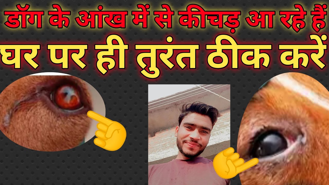 dog eye problem ll आज से आपके डॉग के आंख में कीचड़ नहीं आएंगे / डॉग के आंख में कीचड़ आ रहे हैं