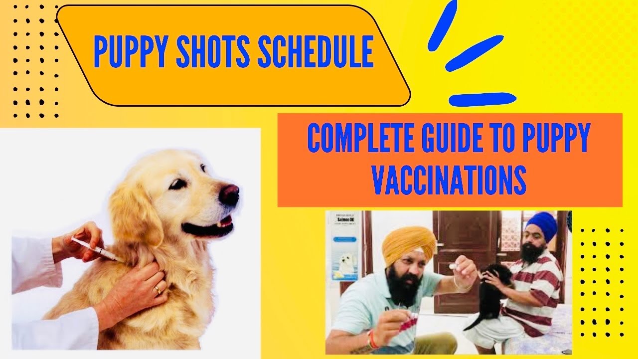 Puppy | Dog Shots Schedule - A Complete Guide to Puppies | Dogs Vaccinations. Bhola Shola Farm.