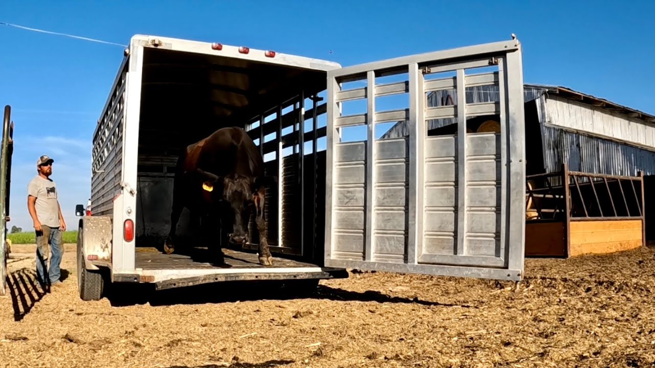 My New Cow is Carrying Some Valuable Cargo!!