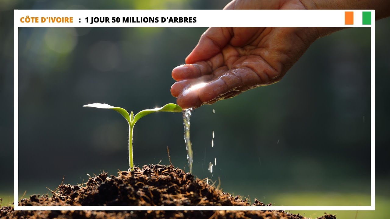 🇨🇮 CÔTE D'IVOIRE: 1 JOUR 50 MILLIONS D'ARBRES 🌳🌳🌳