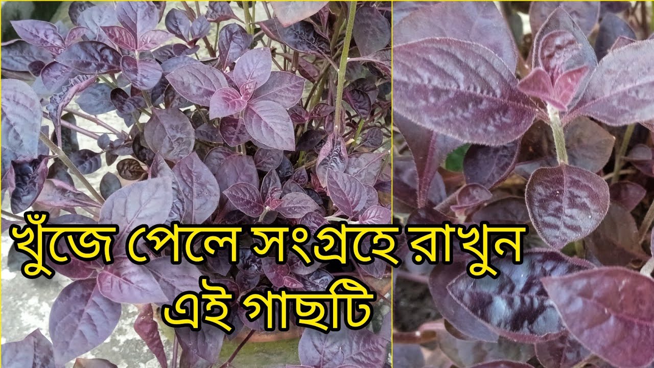 সংগ্রহে রাখুন ঔষধি গুণে ভরপুর এই গাছটি  | Aerva sanguinolenta