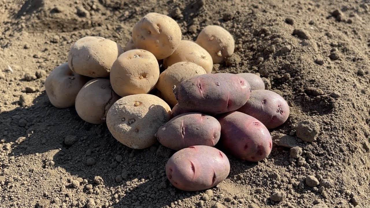 ジャガイモ栽培【芽出しのやり方】家庭菜園で粒の揃ったジャガイモを育てる　22/2/5