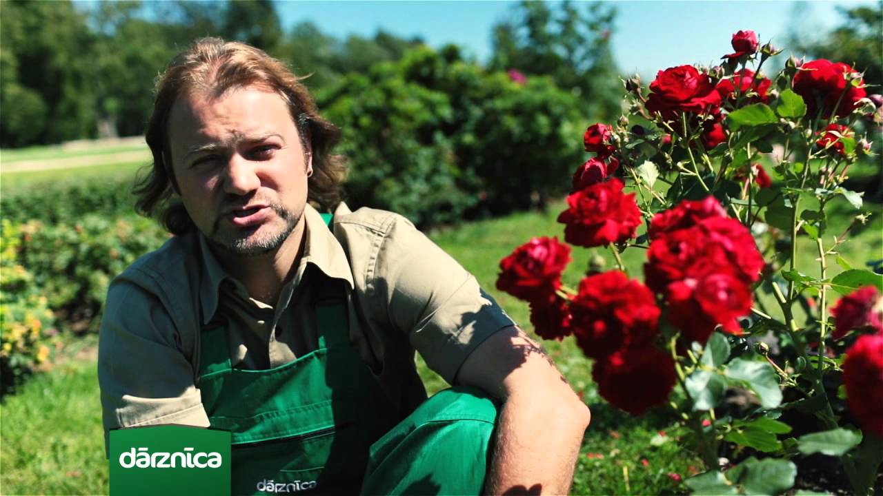 Rozes - dārza karalienes