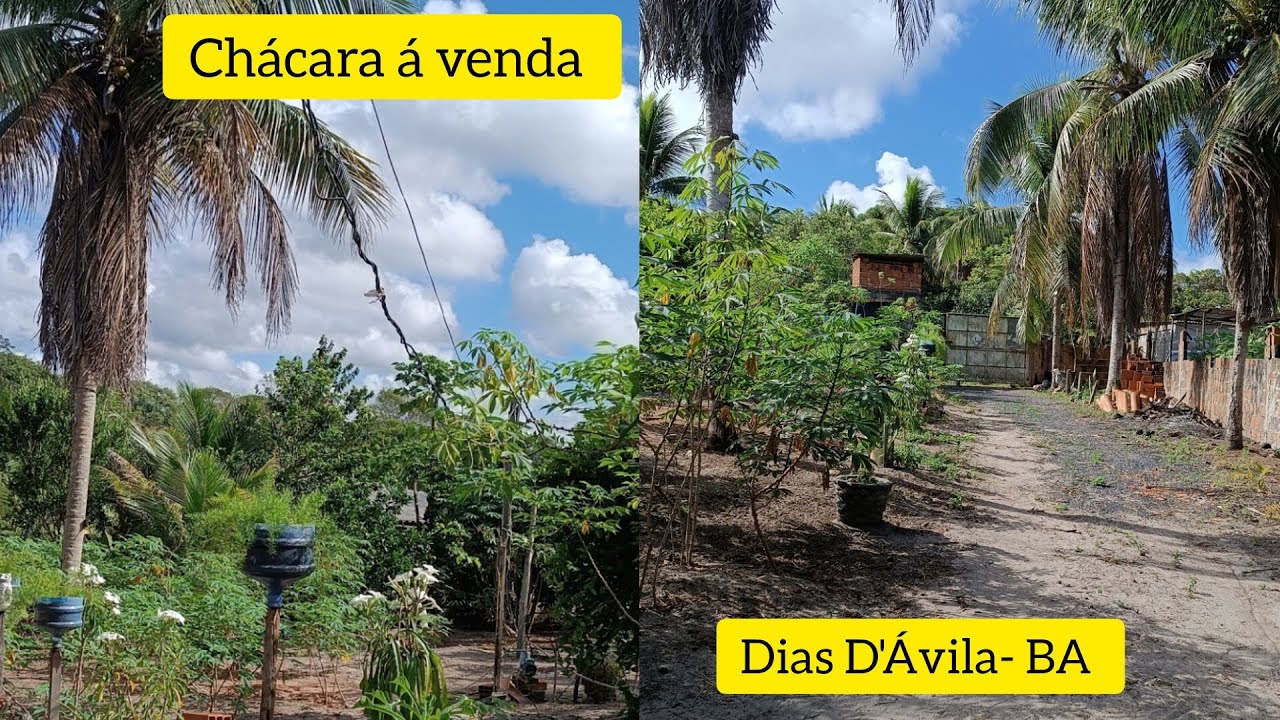 (NÃO ESTÁ MAIS A VENDA) CHÁCARA Á VENDA EM DIAS D'Ávila- Ba/3 TANQUE DE PEIXE/ 2 POÇO ARTESIANO#roça