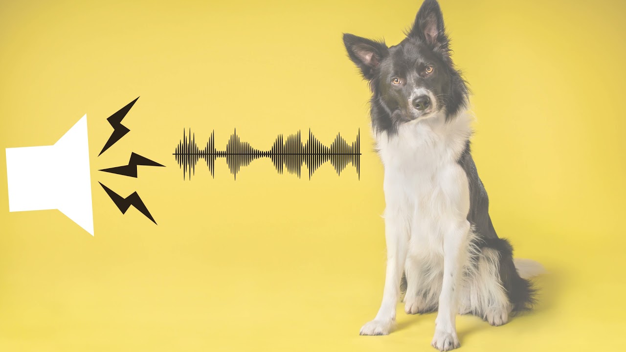 Pitched Dog Whistle Sound  Help To Stop Dogs Barking-Sound effect