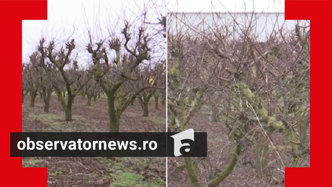 Cum vine statul în ajutorul fermierilor afectați de îngheț. Pomicultor: 