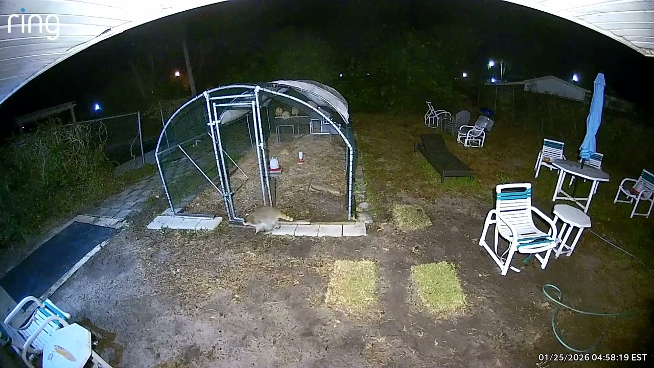 SHOCK VIDEO: Two ENORMOUS raccoons attempt to ATTACK helpless livestock #nightmarefuel