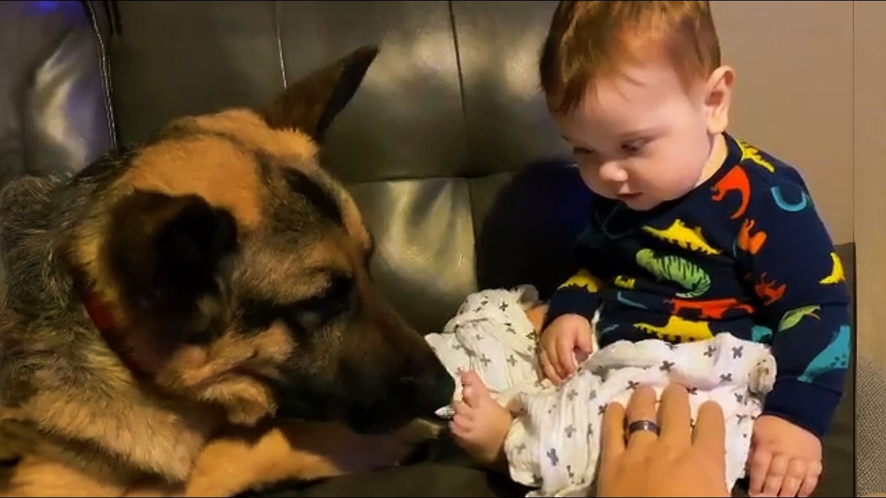 90lb German Shepherd Returned 3 Times for Being 'Too Protective'—Then Came One Night