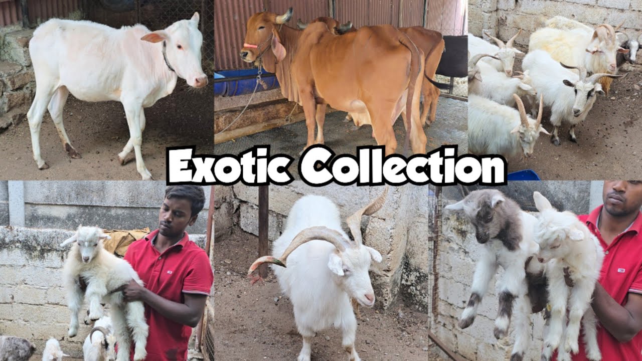 Exotic Goats Collection | Turkey Dumbe Bulls | Calfs | Xing goats Available in Hyderabad