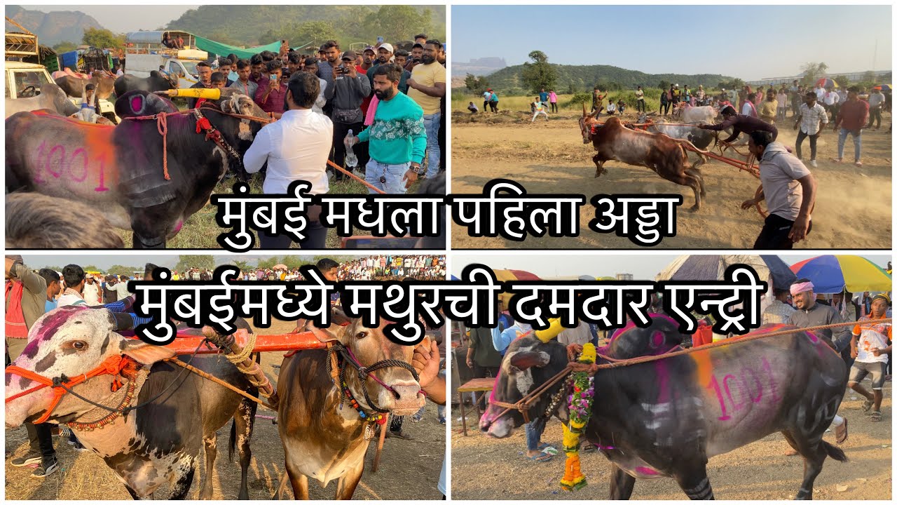 मुंबई मधला पहिला अड्डा मुंबईमध्ये मथुरची दमदार एन्ट्री