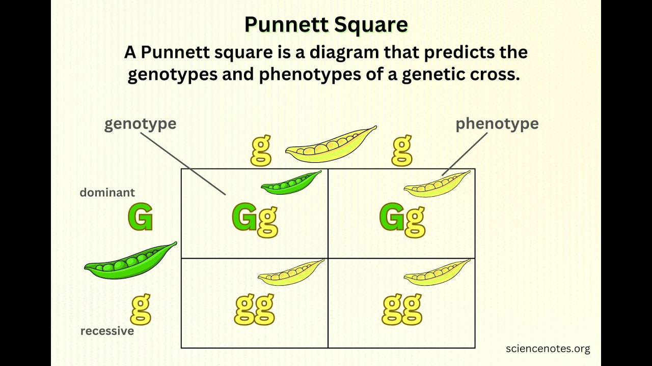 Pg 82. Punnett Practice Lesson