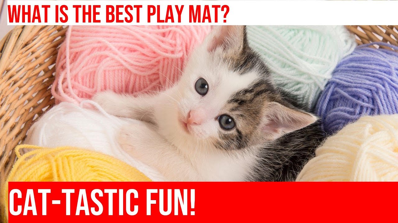 Interactive Cat Play Mats: Choosing the Right One for Your Furry Friend