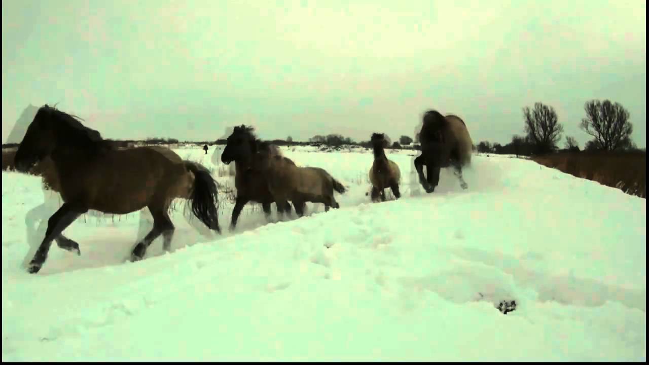 Wild horses galloping in the snow