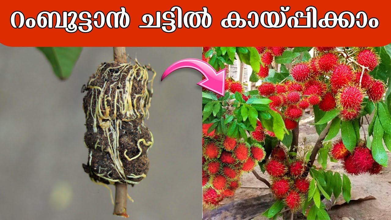 ഇനി ആർക്കും Rambutan ചട്ടിയിൽ കായ്പ്പിച്ചെടുക്കാം | Rambutan Krishi