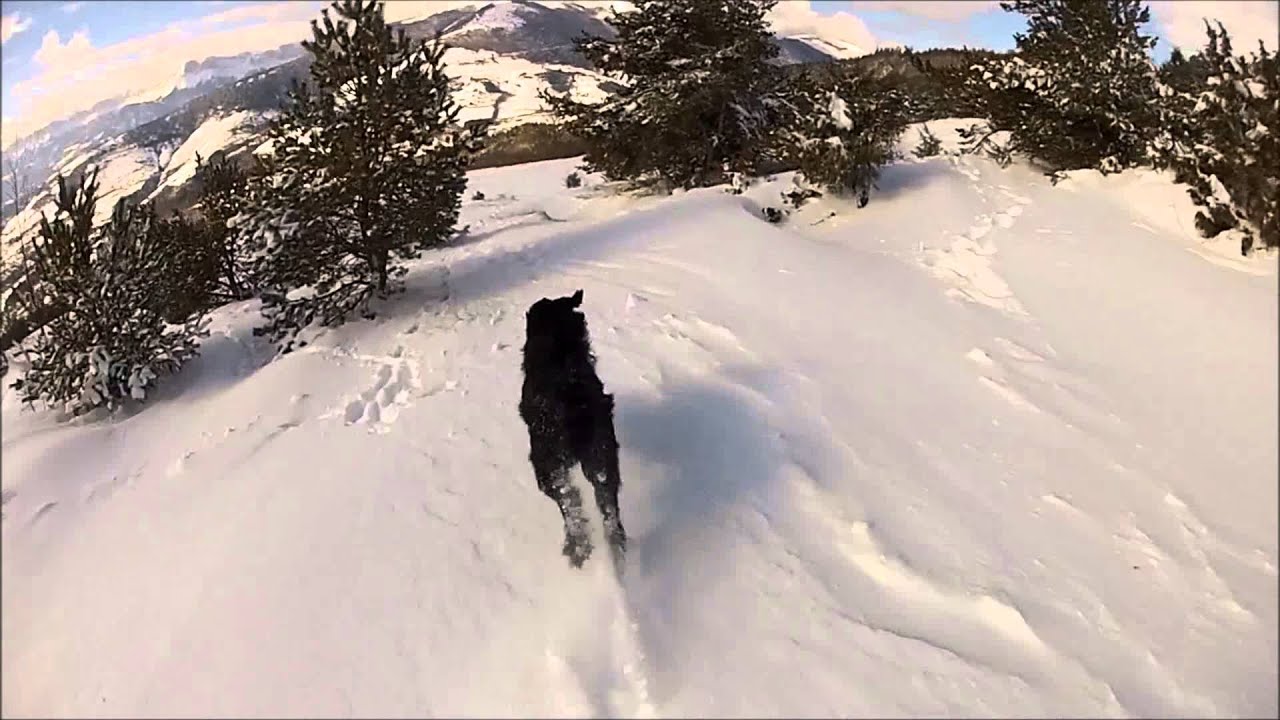 Alpirunning Dogs !