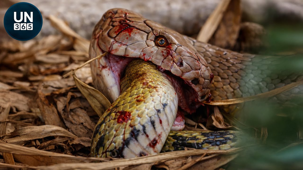 The Most Shocking Snake Attacks By Africa's Most Dangerous Snake Species | Animal Fights