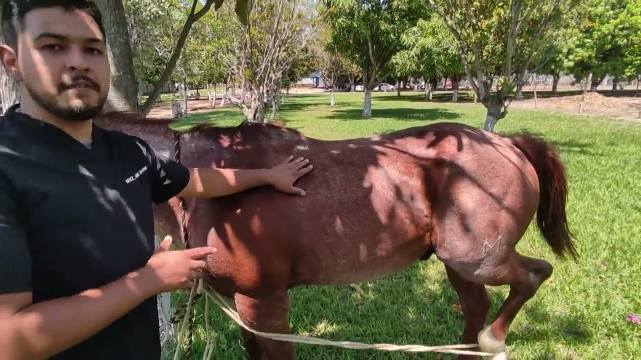 Métodos de contención en equinos