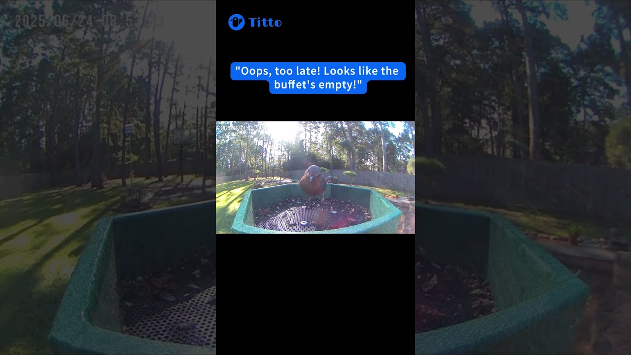 Blue bird: Oops, looks like I'm late! #Titto #Smartbirdfeeder #Birds