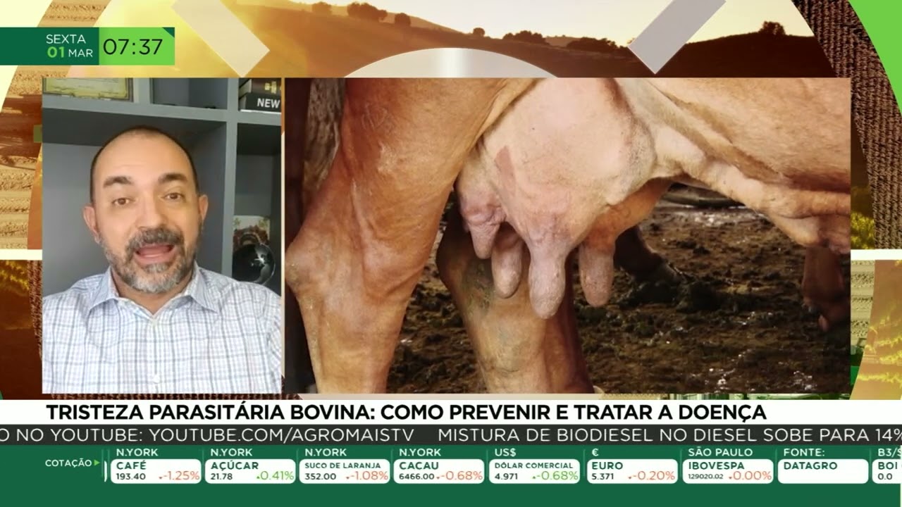 Tristeza parasitária bovina: como prevenir e tratar a doença