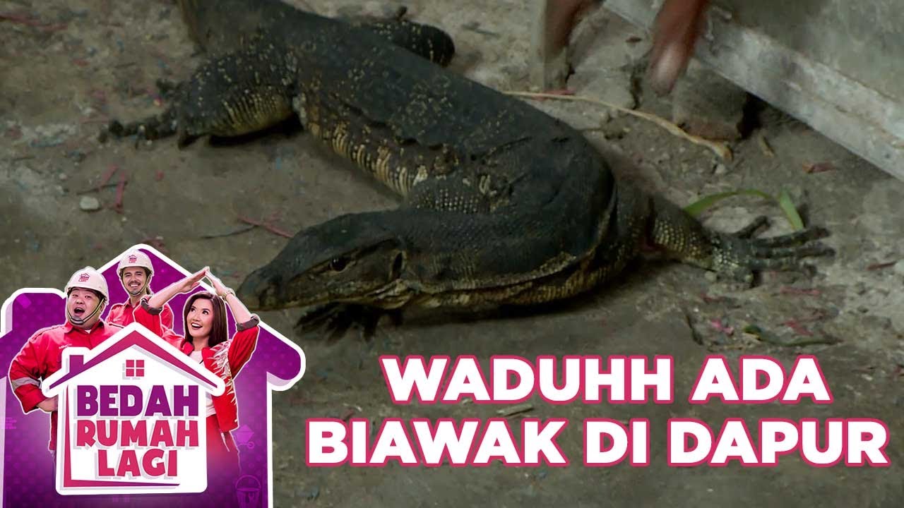 Waduh Ada Biawak Di Rumah Pak Rusdi - Bedah Rumah Lagi