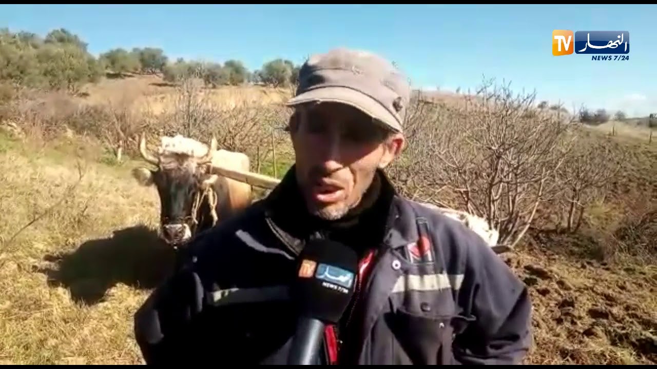بجاية: شاهد الطريقة اليدوية في عملية حرث أراضي پريف بلدية ثيمزريث
