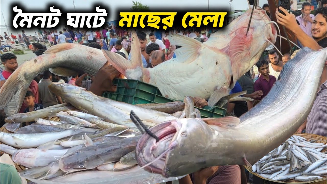 রেকর্ড পরিমাণে সস্তায় পদ্মার টাটকা মাছ মৈনট ঘাটে।।moinot Ghat fish market. Amazing Fishing video. 