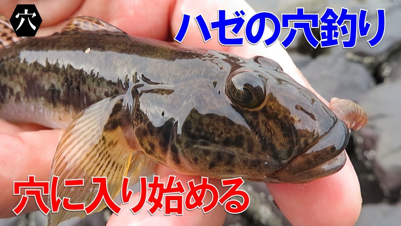 ハゼの穴釣り開幕近し、ハゼが穴に入り始める