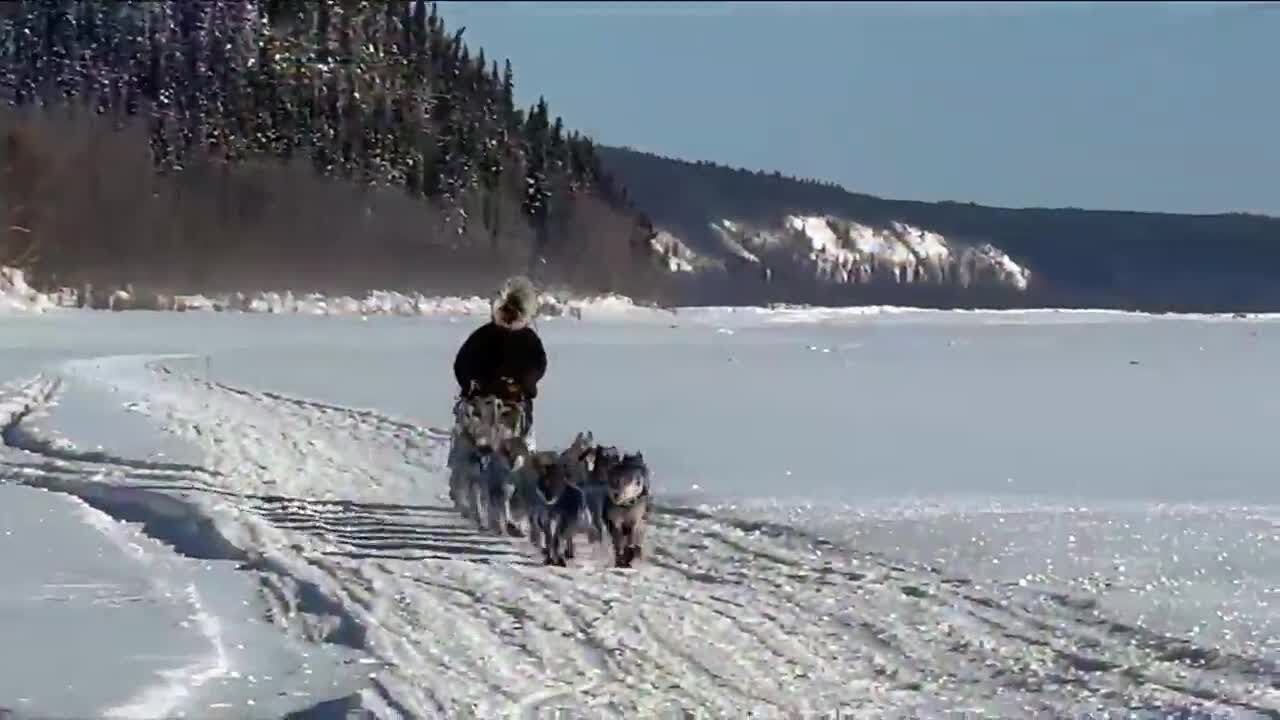 2 sled dogs die on Iditarod trail as 5 mushers scratch