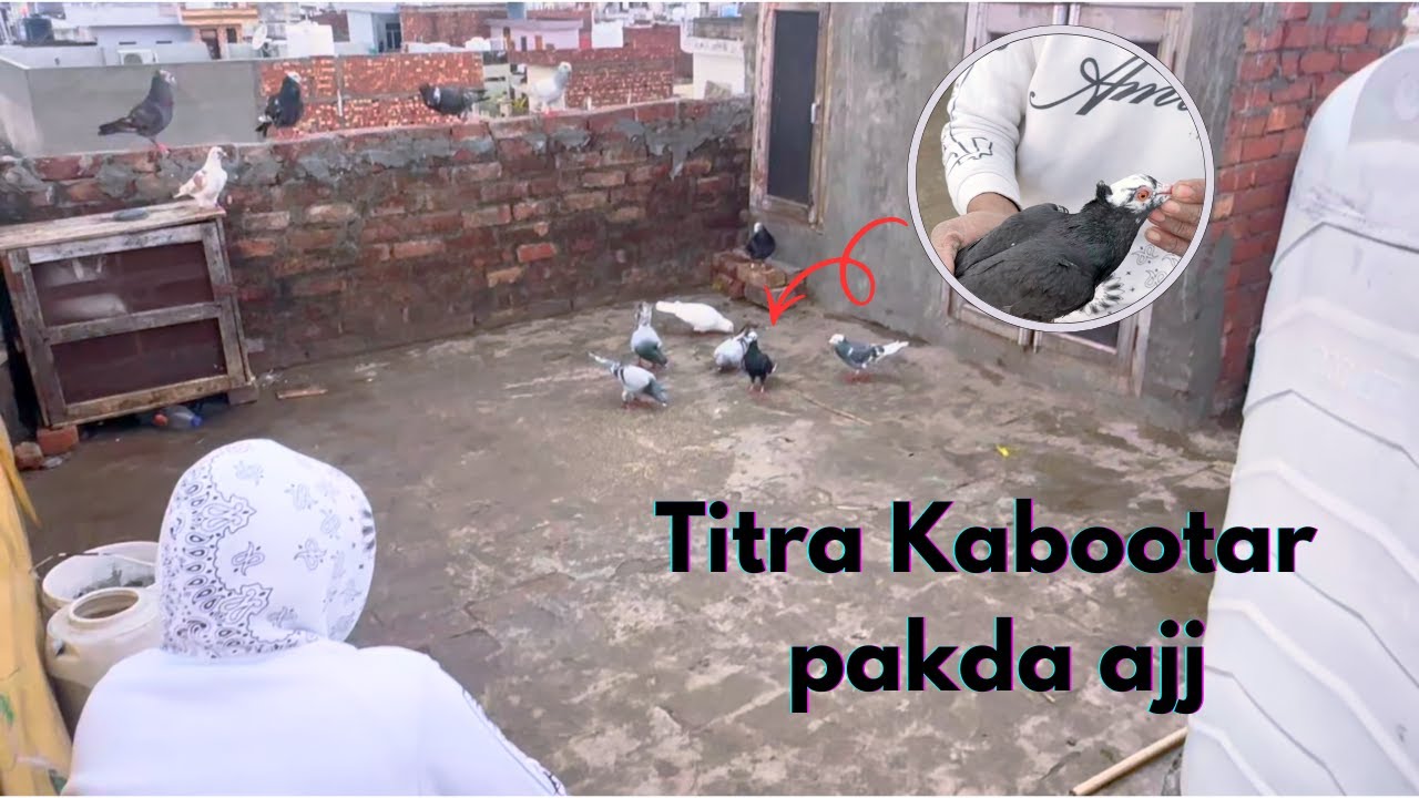 Kala Titra Kabootar fadeya ajj #punjab #kabootar