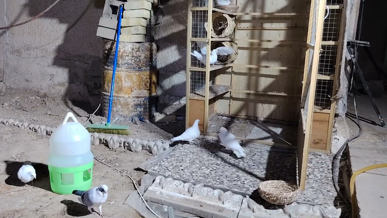 تخفيض كلفة اكل الحمام.. خبز.. تمن او رز مسلوق