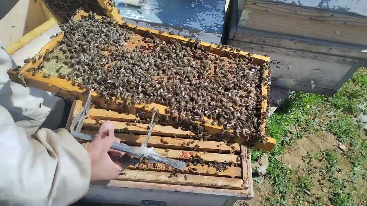 CRIA DE REINAS. Como preparar una colmena para criar reinas. 👑🐝👑🐝👑💖