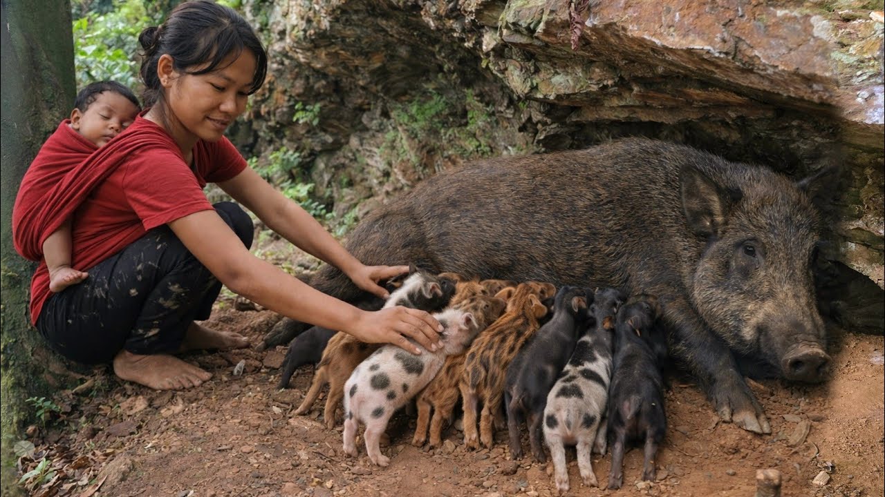 Young mother brings wild boar to farm to raise - Farm life & economics