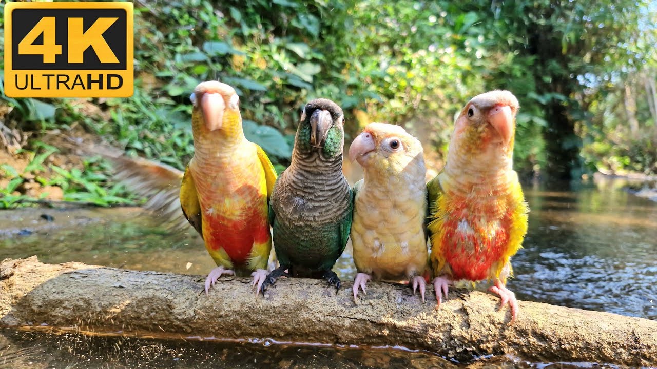 Natural healing relexing bird sounds : This video helps the birds relax and feel less lonely.