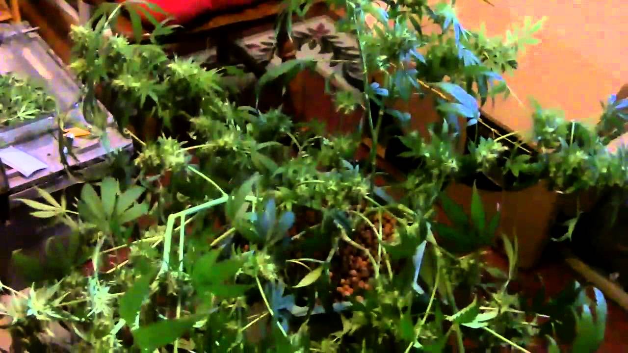 Los' 1st DWC Harvest